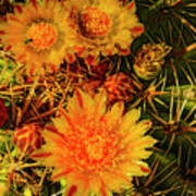 Arizona Yellow Cactus Flower Poster
