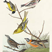 Arkansaw Siskin, Mealy Red-poll, Louisiana Tanager, Townsend's Bunting And Buff-breasted Finch Poster