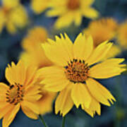 Arnica Flowers Poster