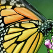 Art - Wonderful Butterfly Poster