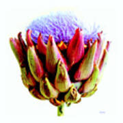 Artichoke In Bloom Poster