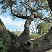 Artistic Oak Tree Poster