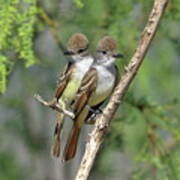 Ash-throated Flycatchers Poster
