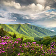 Asheville Nc Blue Ridge Parkway Spring Flowers Poster