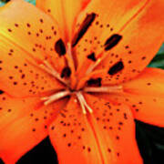 Asiatic Lily Poster