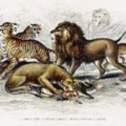 Asiatic Lion, Lioness, Bengal Tiger, Leopard, And Jaguar From A History Of The Earth And Animated Poster