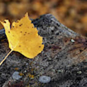 Aspen Leaf On Rock Poster