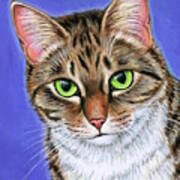 Aspen The Brown Tabby Cat Poster