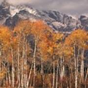 Aspen Trees With Autumn Colours, Grand Teton National Park, Wyoming Usa Poster