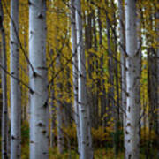 Aspens In The Fall Poster
