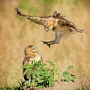 Baby Burrowing Owl Attack Poster