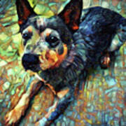 Australian Cattle Dog - Blue Heeler Poster