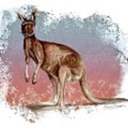 Australian Red Kangaroo Poster