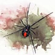 Australian Redback Spider Poster