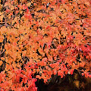 Autumn Abstract 1 Poster