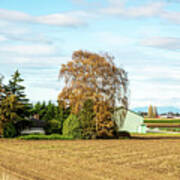 Autumn Birch And Fallow Fields Poster