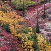 Autumn / Fall Color Taiga - Boreal Forest In Alaska Fc9183 Poster