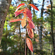 Autumn Foliage Poster