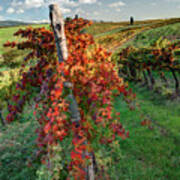 Autumn In The Vineyard Poster