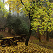 Autumn Landscape With Trees And Yellow Leaves On The Ground After Rain Poster