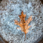 Autumn Leaf And Crackling Ice Poster