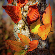 Autumn Leaves Aglow Poster
