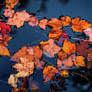 Autumn Leaves In The Blue Water Poster