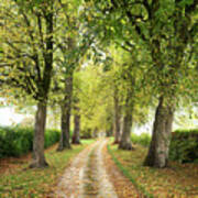 Autumn Lime Tree Avenue In The Cotswold Countryside Poster