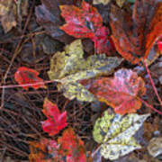 Autumn Maple Leaf Majesty Poster