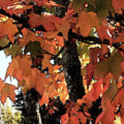 Autumn Maples Leaves Poster