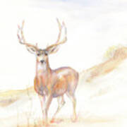 Autumn Mule Deer Buck Watercolour Poster