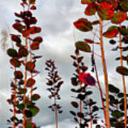 Autumnal No. 1 - Smoke Tree With Frontal Passage Sky Poster