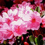 Azalea Bush Poster