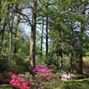 Azaleas In The Garden Poster