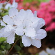 Azaleas In Turtle Creek Poster