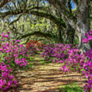 Azaleas Under The Oaks Iii Poster