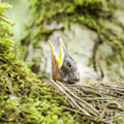 Baby American Robin Poster