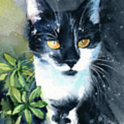 Baby Belle Adventures - Tuxedo Cat Painting Poster