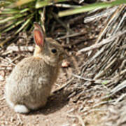 Baby Bunny Poster