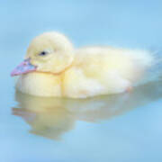 Baby Duckling Poster