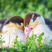 Baby Ducklings Snuggle Poster