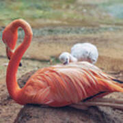 Baby Flamingo 14 Days Old 2 Poster