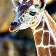 Baby Giraffe Profile At The Philadelphia Zoo Poster