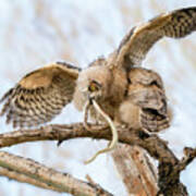 Great Horned Owlet With Snake Poster