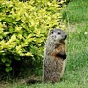 Baby Groundhog Poses By Golden Privets Poster