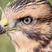 Baby Hawk Poster