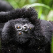 Baby Mountain Gorilla Close-up Poster