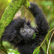 Baby Mountain Gorilla Poster
