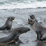 Baby Sea Lions Playing In The Surf Poster