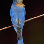 Backyard Bluebird Poster